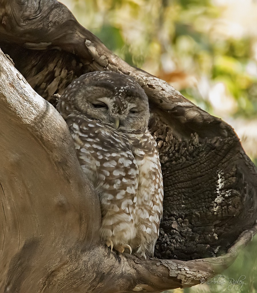 Spotted Owl (Mexican) - Arlene Ripley