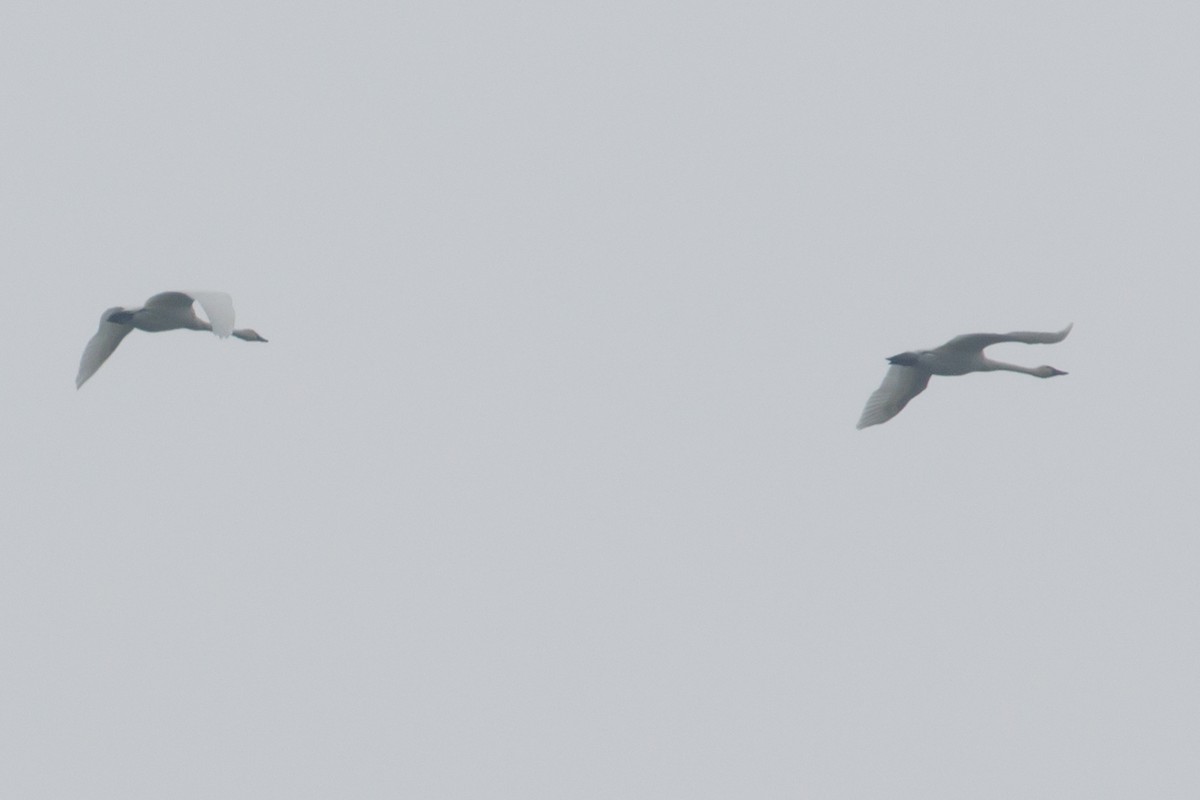 ml78374051-tundra-swan-macaulay-library