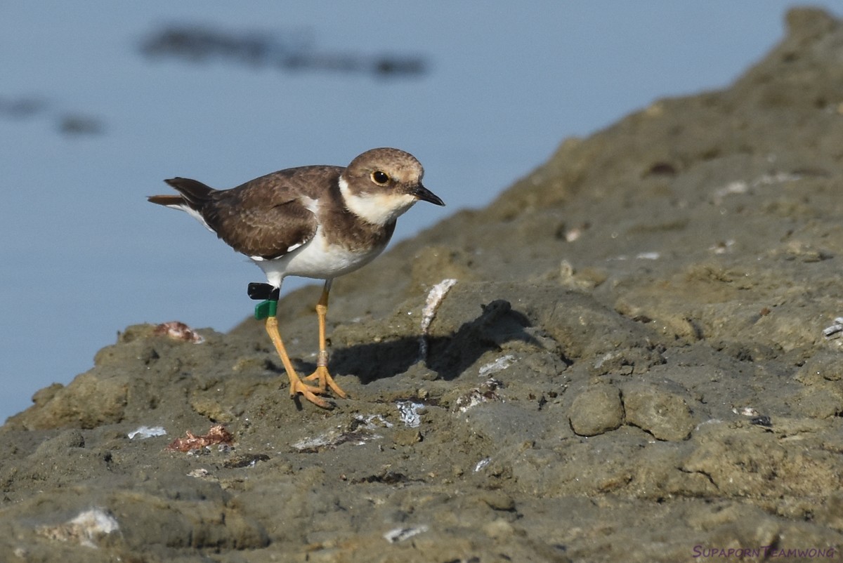 Little Ringed Plover - Supaporn Teamwong
