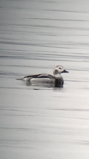 Long-tailed Duck - ML78384631