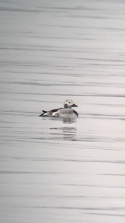 Long-tailed Duck - ML78384651