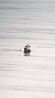 Long-tailed Duck - ML78384671
