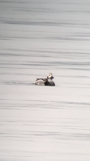 Long-tailed Duck - Shep Thorp
