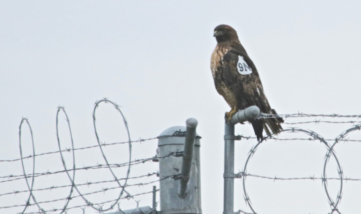 Red-tailed Hawk - ML78385341