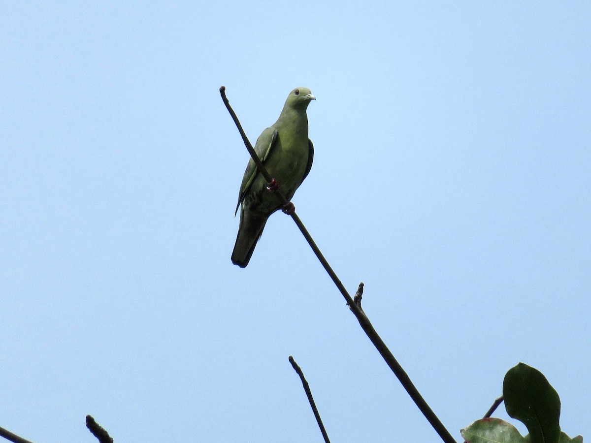 Pink-necked Green-Pigeon - Kian Guan Tay