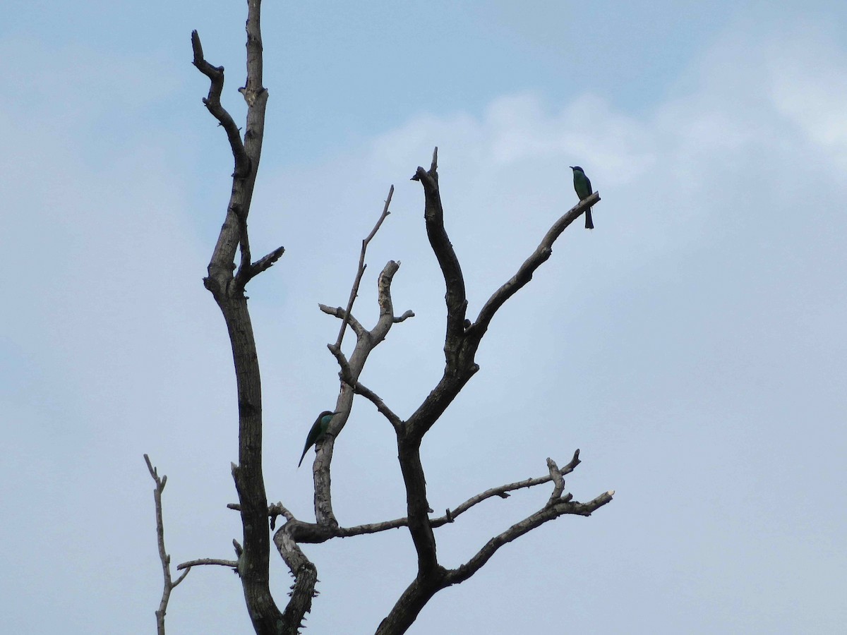 Blue-throated Bee-eater - Kian Guan Tay