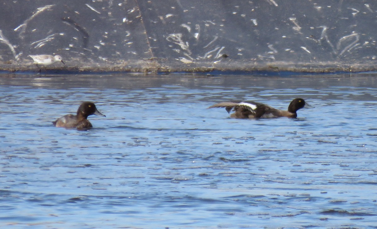 Greater Scaup - ML78388211