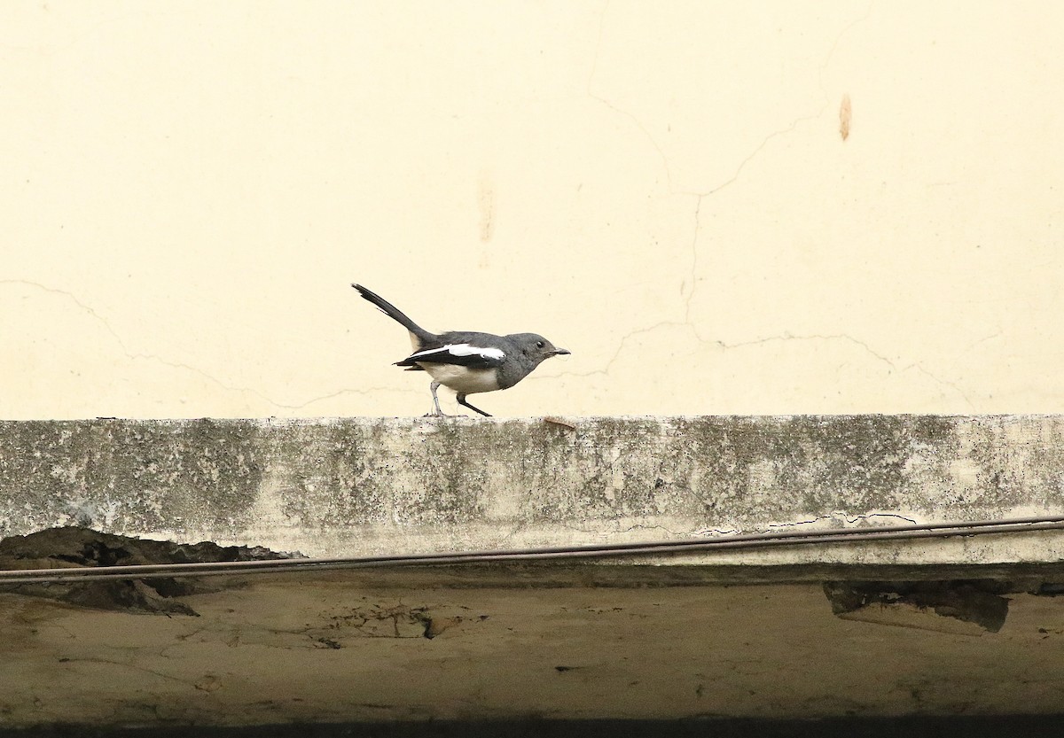 Philippine Magpie-Robin - ML78388701