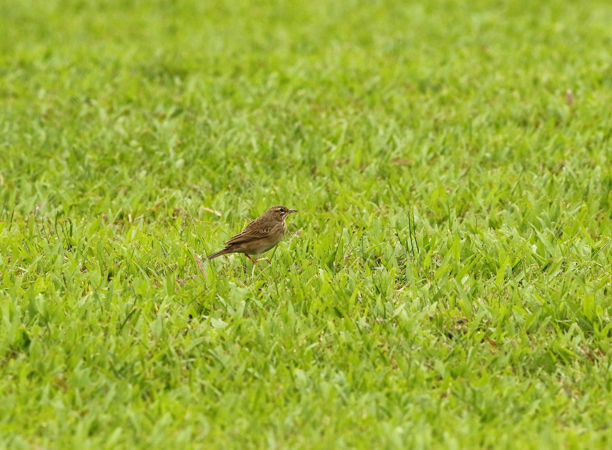 Paddyfield Pipit - Meng-Chieh (孟婕) FENG (馮)