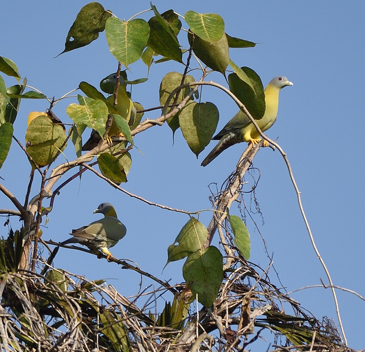 Yellow-footed Green-Pigeon - Arun Prabhu