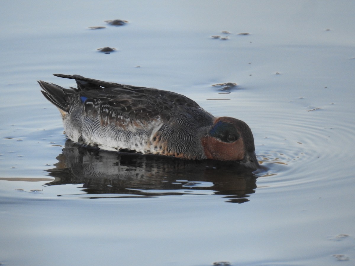 Green-winged Teal - Jesse Ray