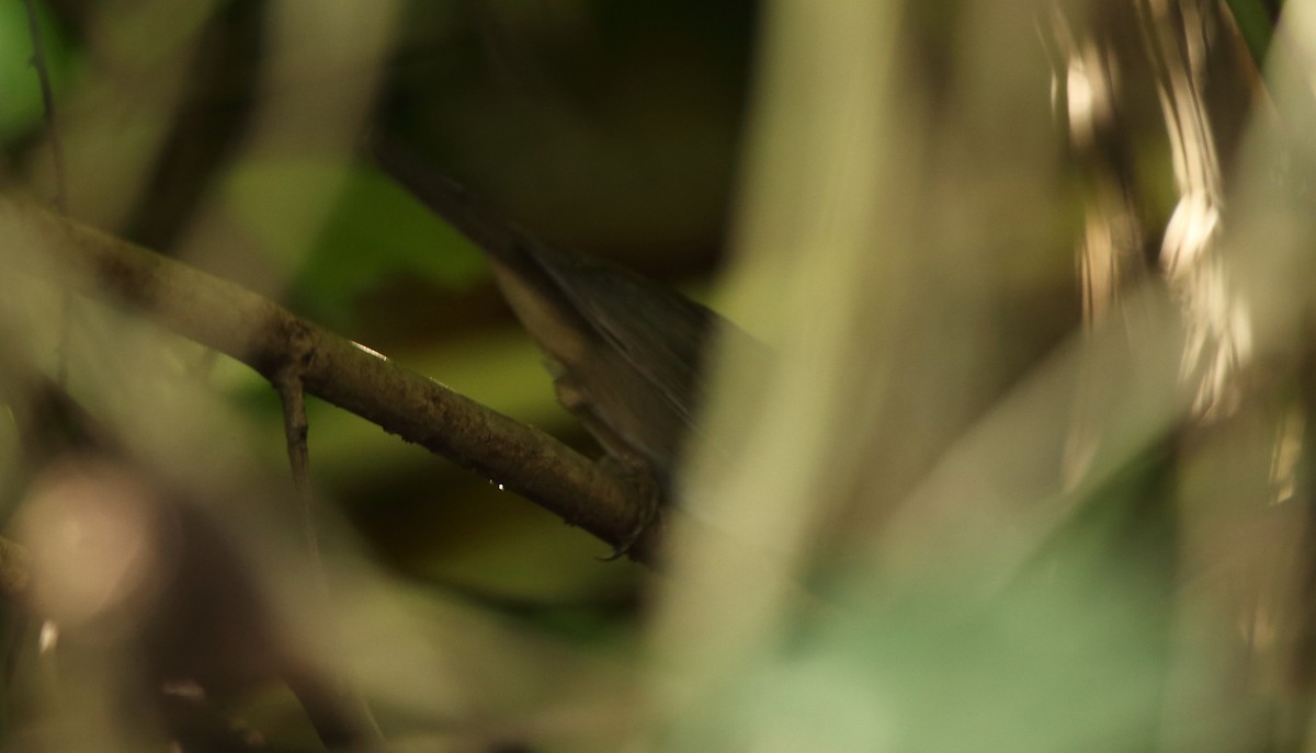 Pale-footed Bush Warbler - Albin Jacob