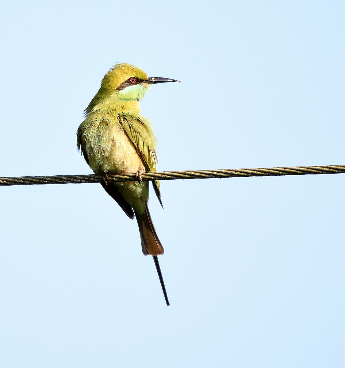 Asian Green Bee-eater - Arun Prabhu