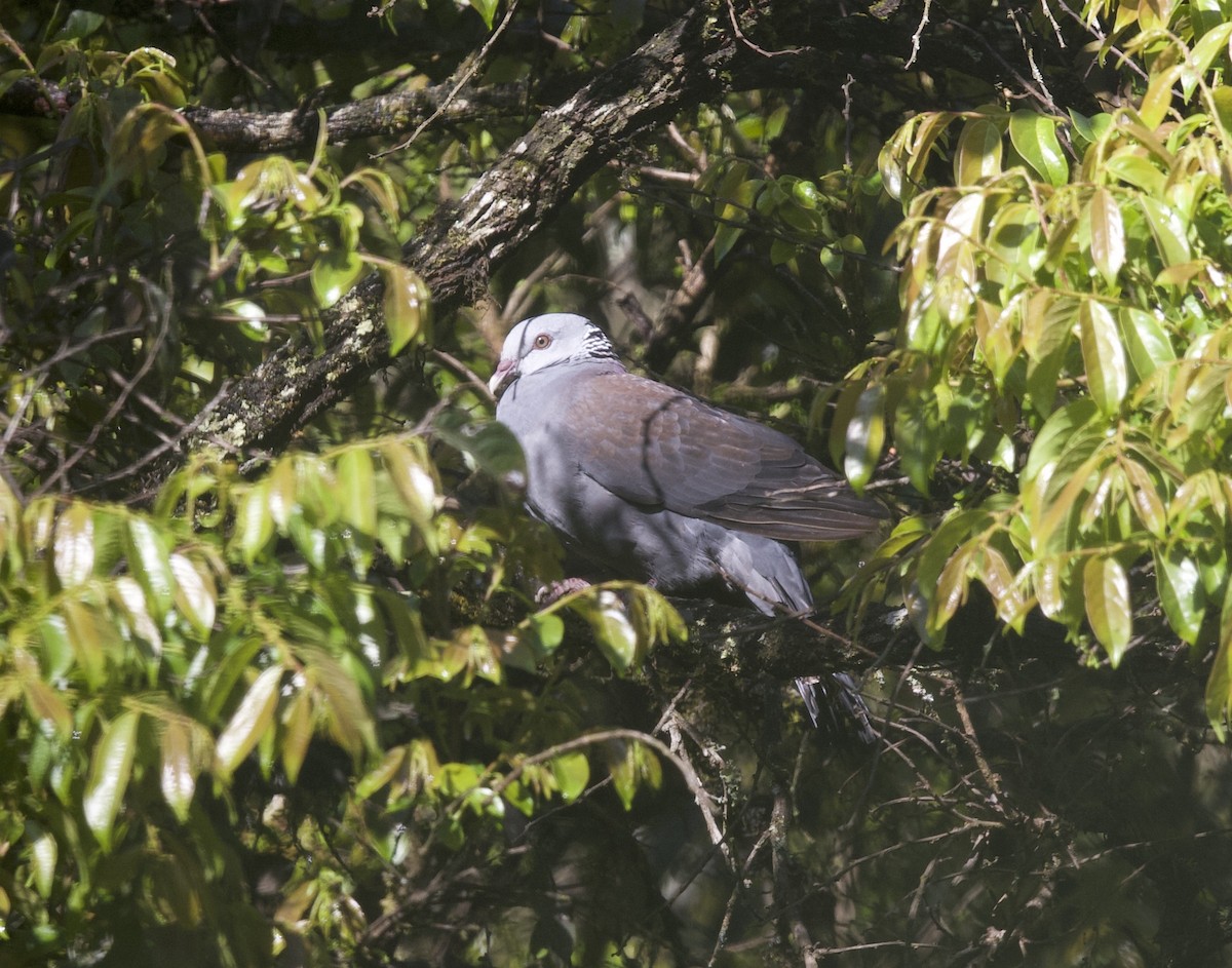 Nilgiri Wood-Pigeon - jaya samkutty