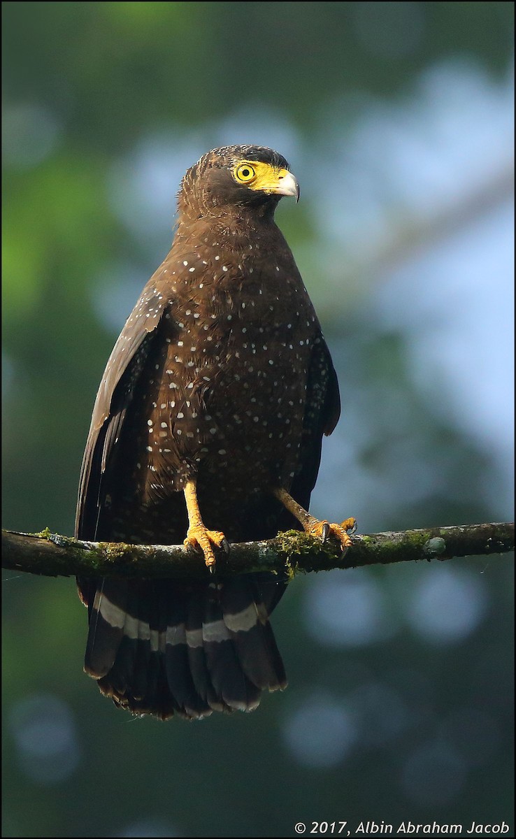 Andaman Serpent-Eagle - ML78393491