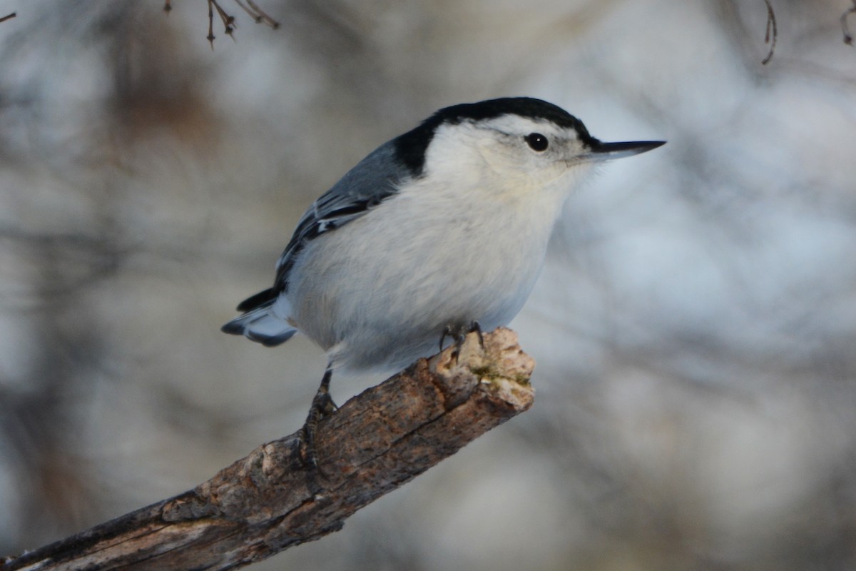 White-breasted Nuthatch - ML78394301