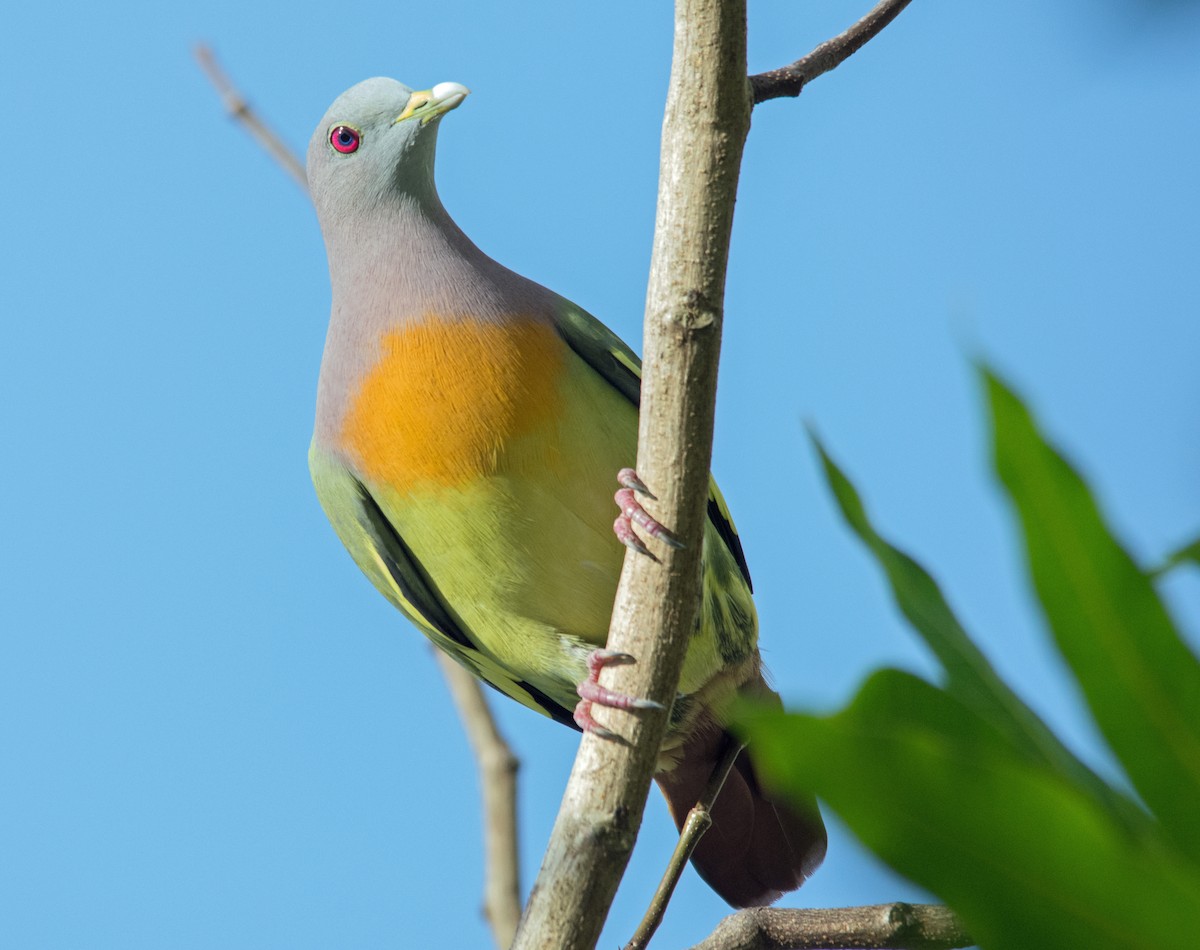 Pink-necked Green-Pigeon - ML78394791