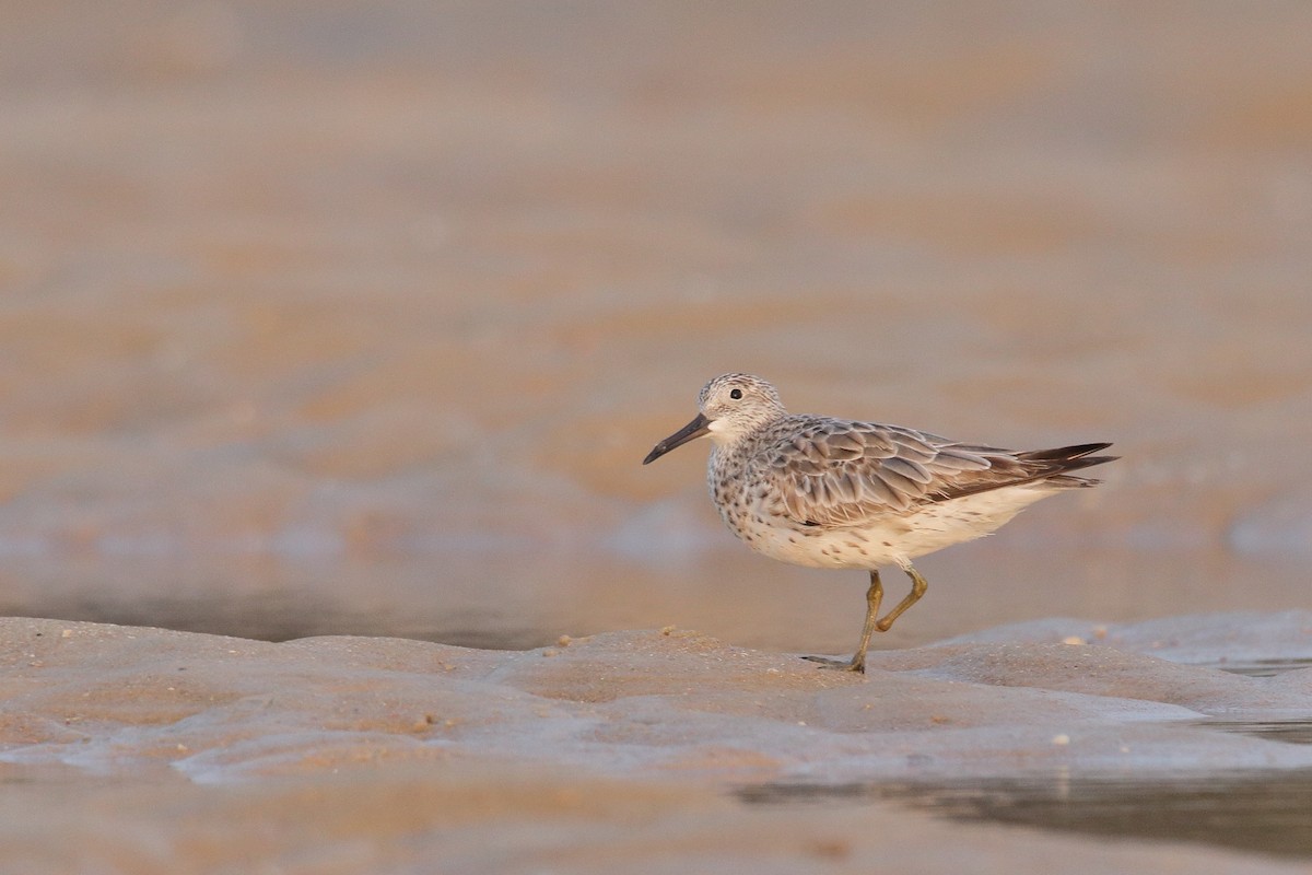 Great Knot - Harshith JV