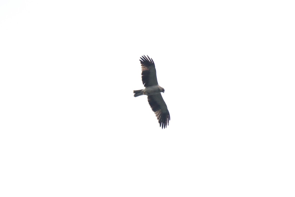 Booted Eagle - Harshith JV