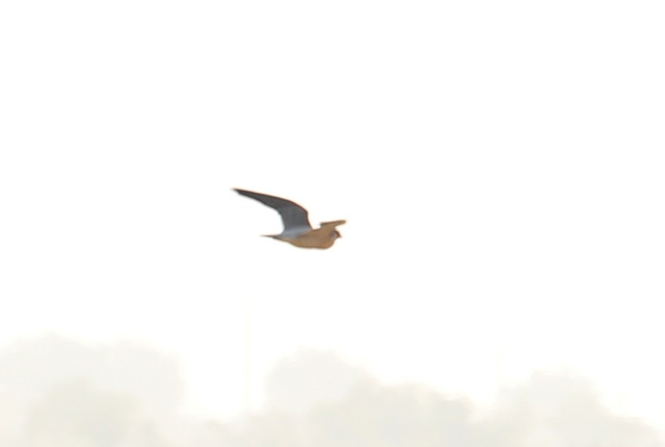 Peregrine Falcon (Barbary) - ML78398751