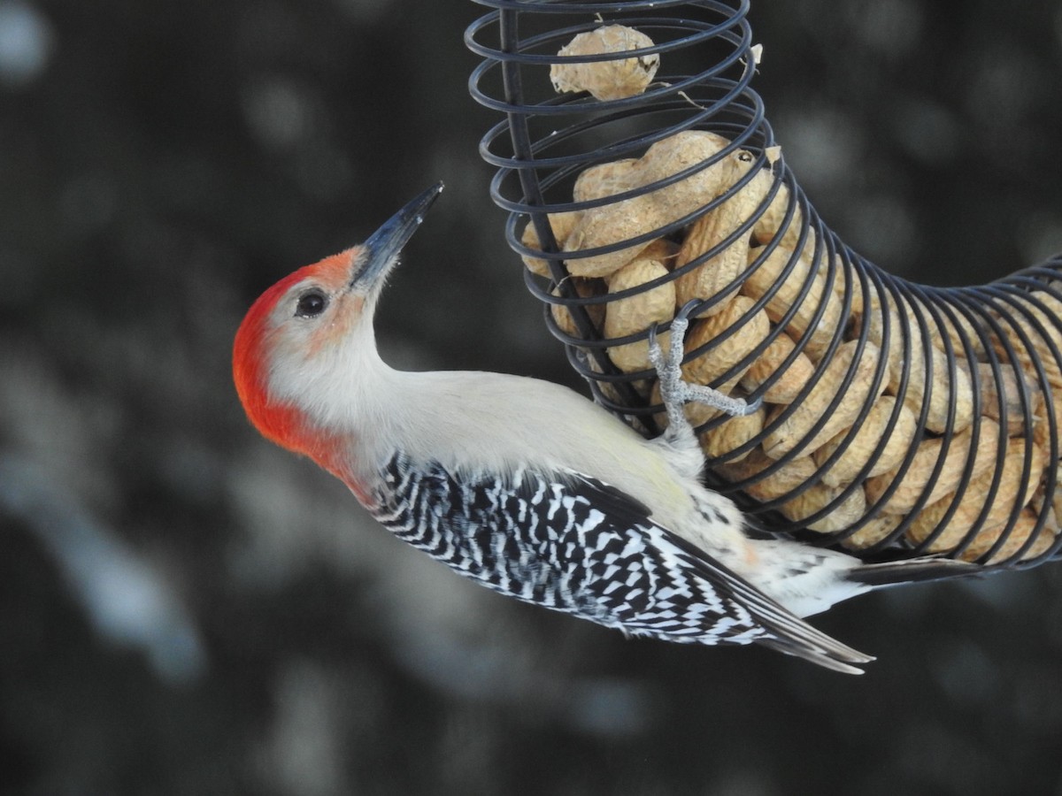 Red-bellied Woodpecker - Nancy Burns