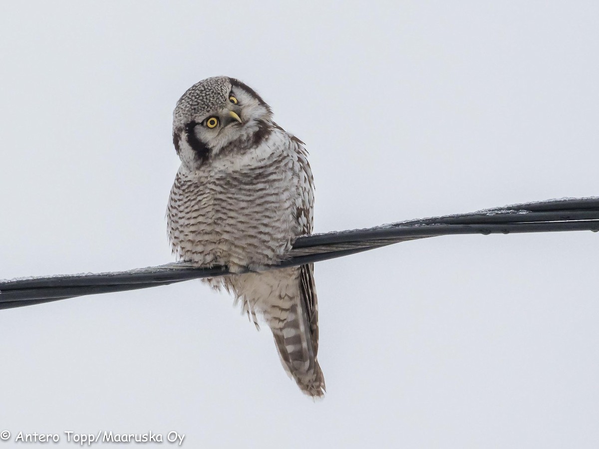 Northern Hawk Owl - Antero Topp