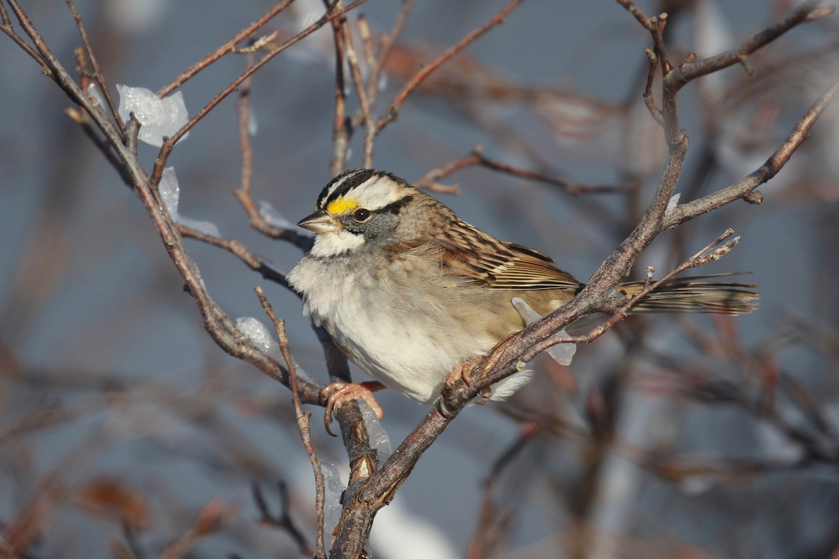 White-throated Sparrow - ML78409631