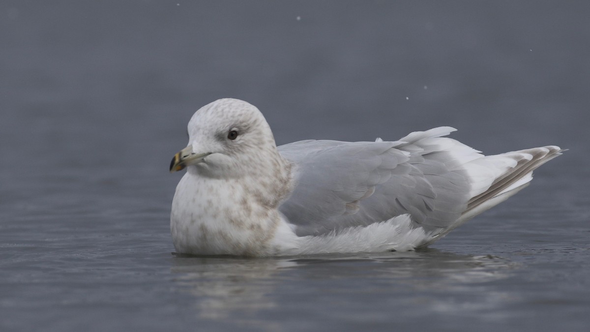 Iceland Gull (kumlieni) - ML78409781