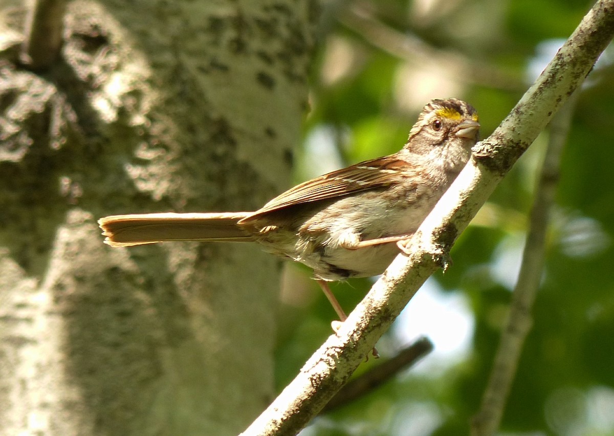 White-throated Sparrow - Alain Sylvain