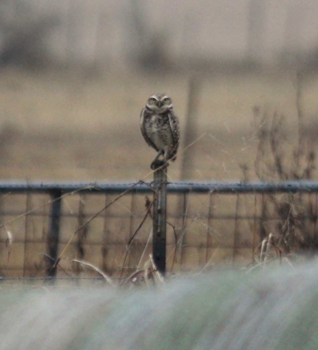 Burrowing Owl - ML78410651