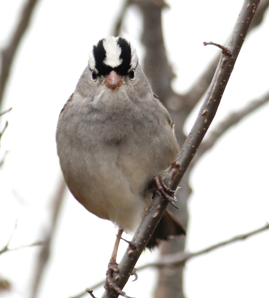 White-crowned Sparrow - ML78410711