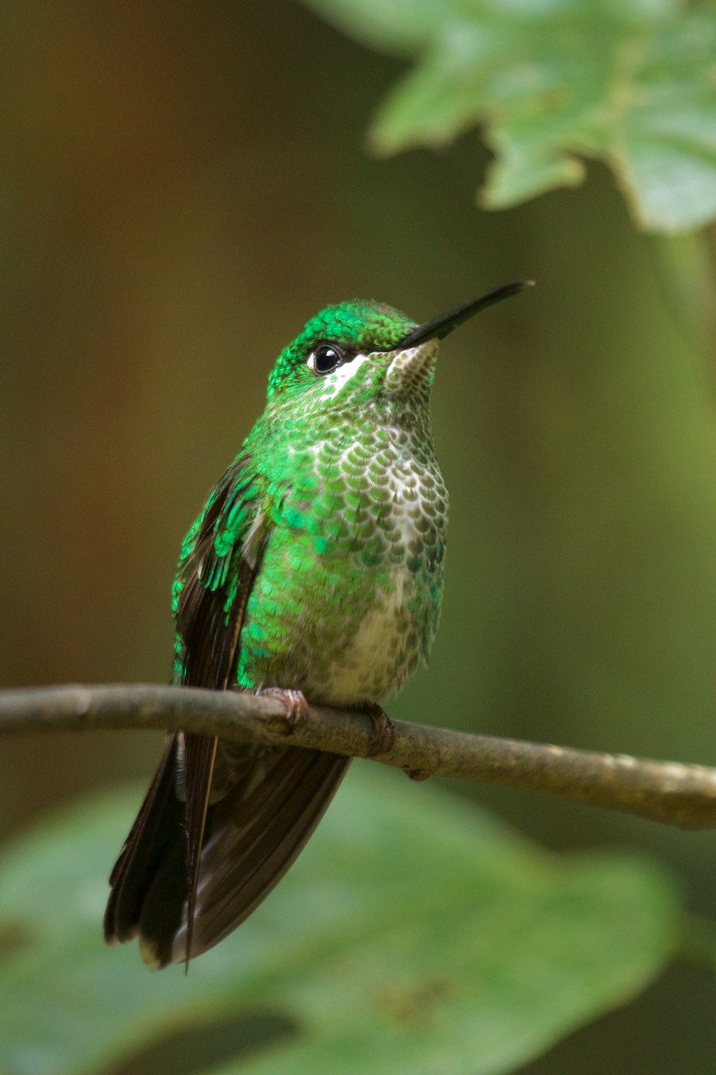 Green-crowned Brilliant - ML78414471