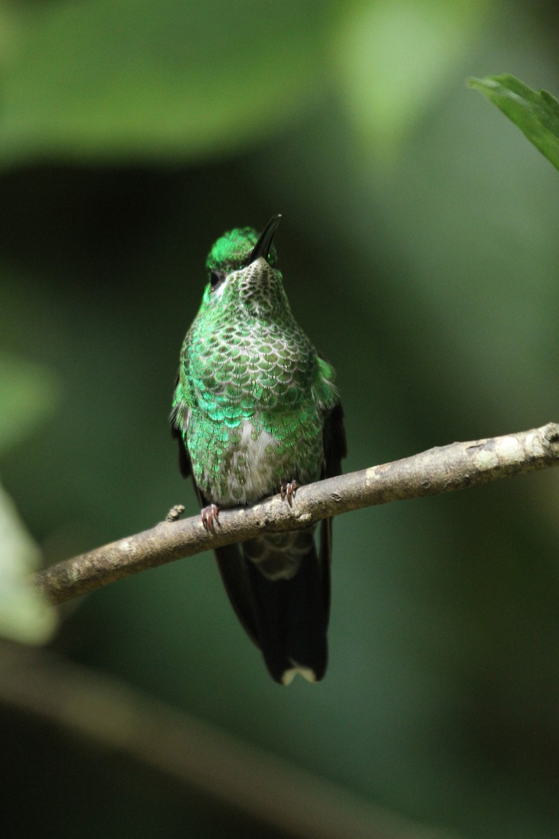 Green-crowned Brilliant - ML78414501