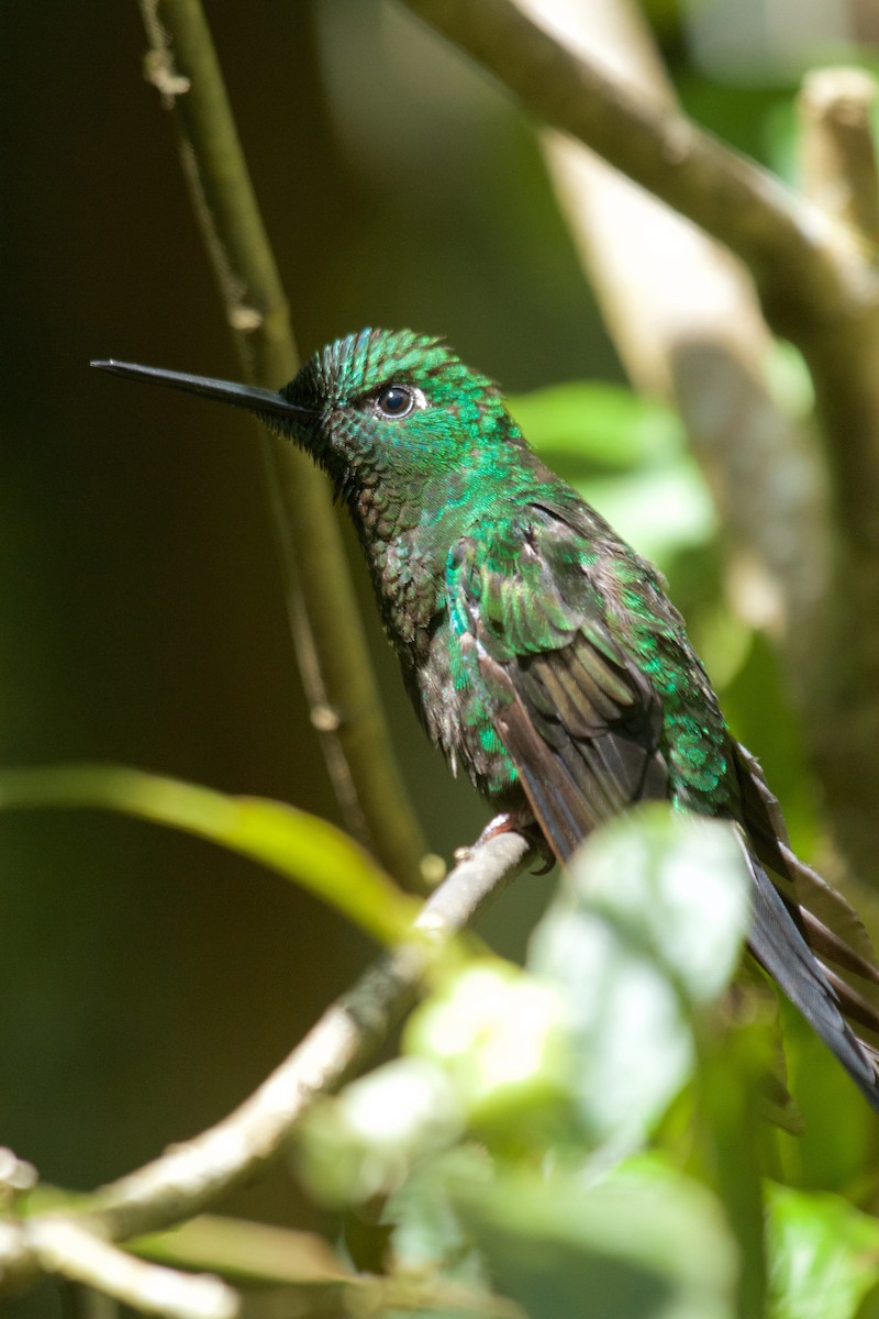 Green-crowned Brilliant - ML78414511