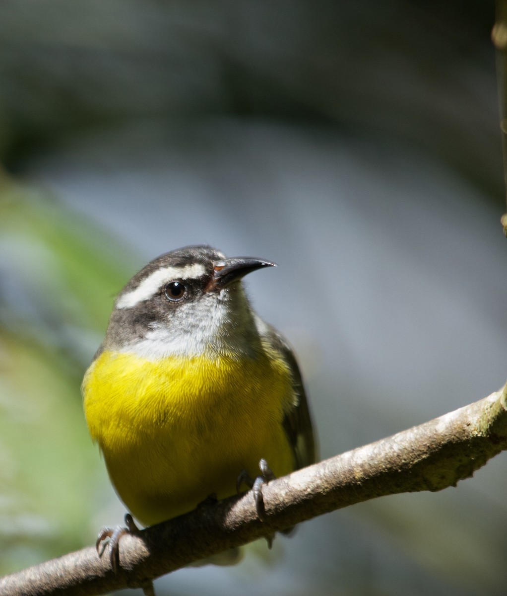 Bananaquit (Continental) - Will Sweet