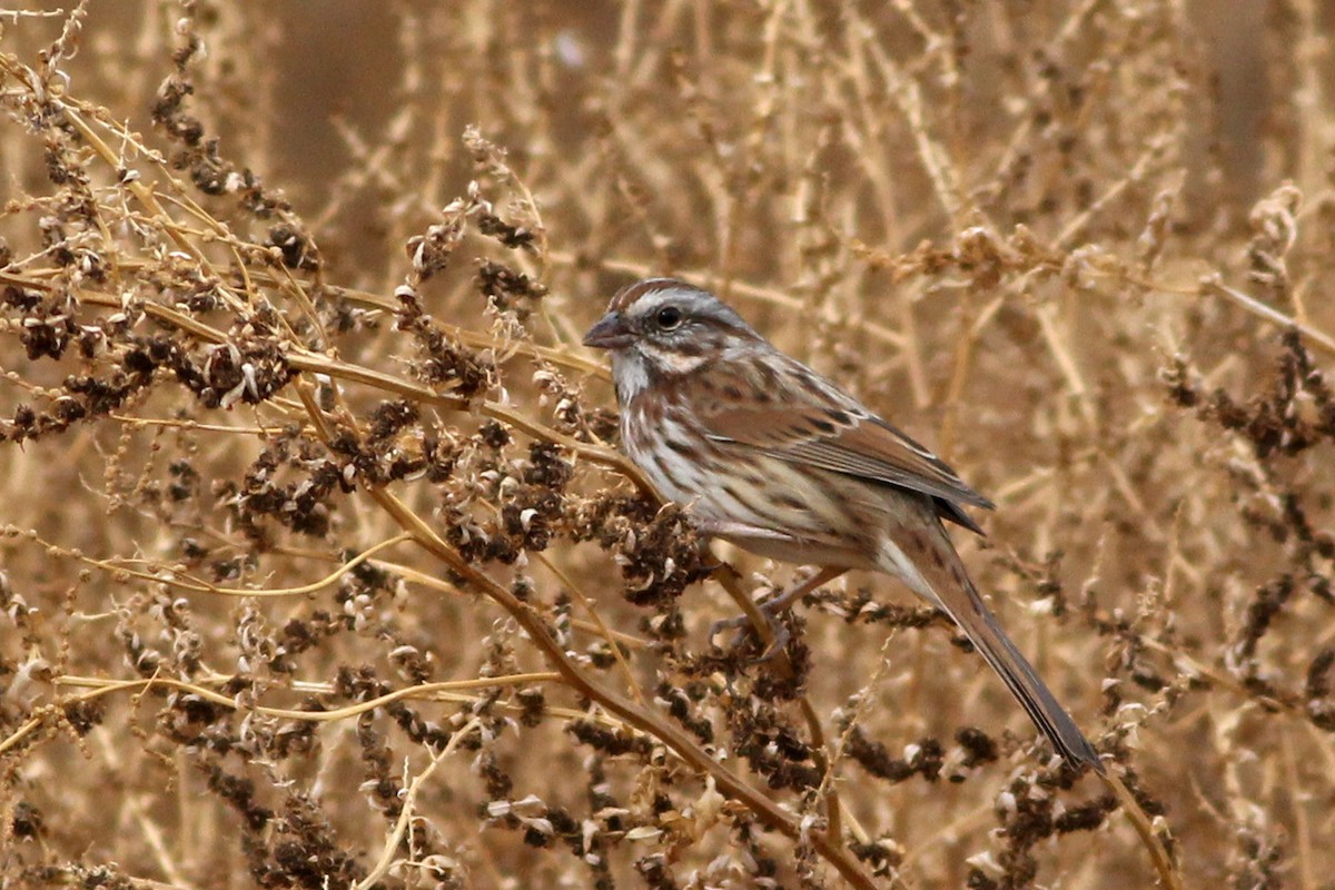 Song Sparrow (montana/merrilli) - ML78418051