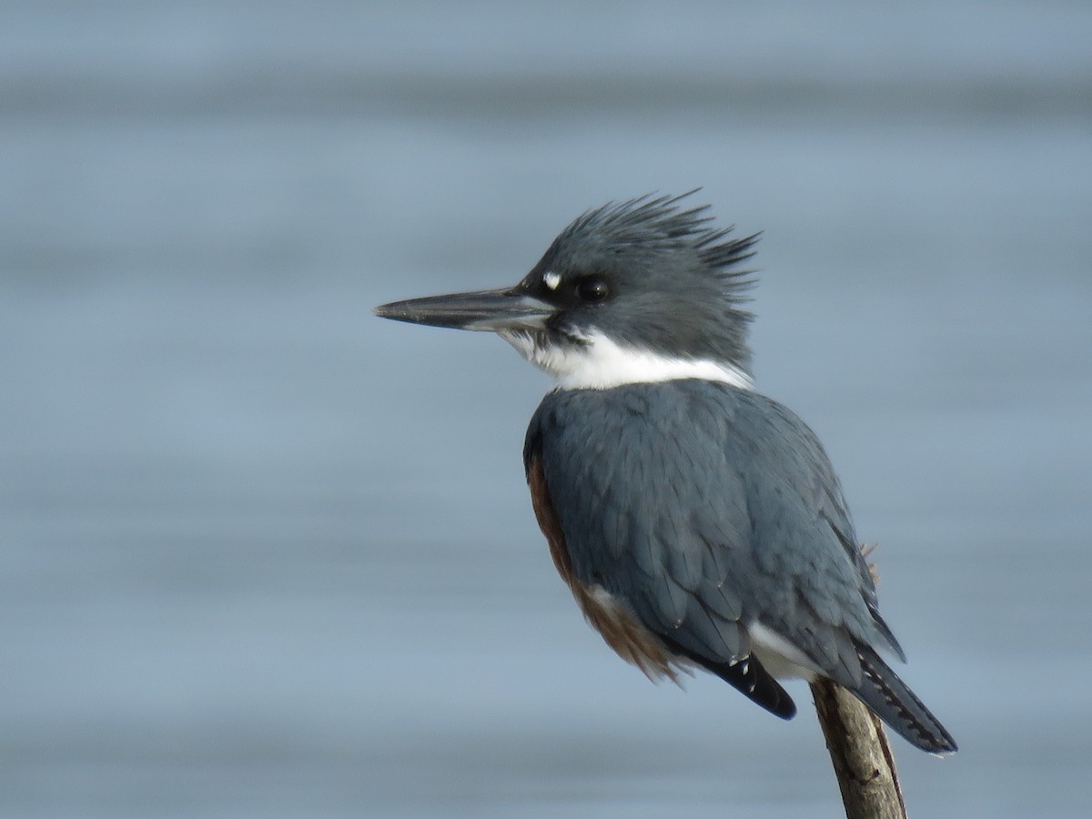 Belted Kingfisher - ML78419961