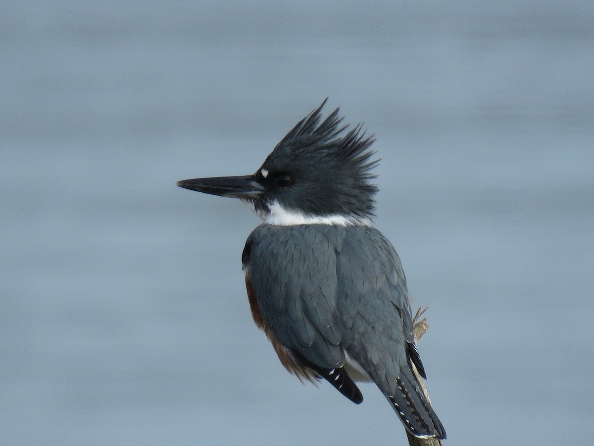 Belted Kingfisher - ML78420091