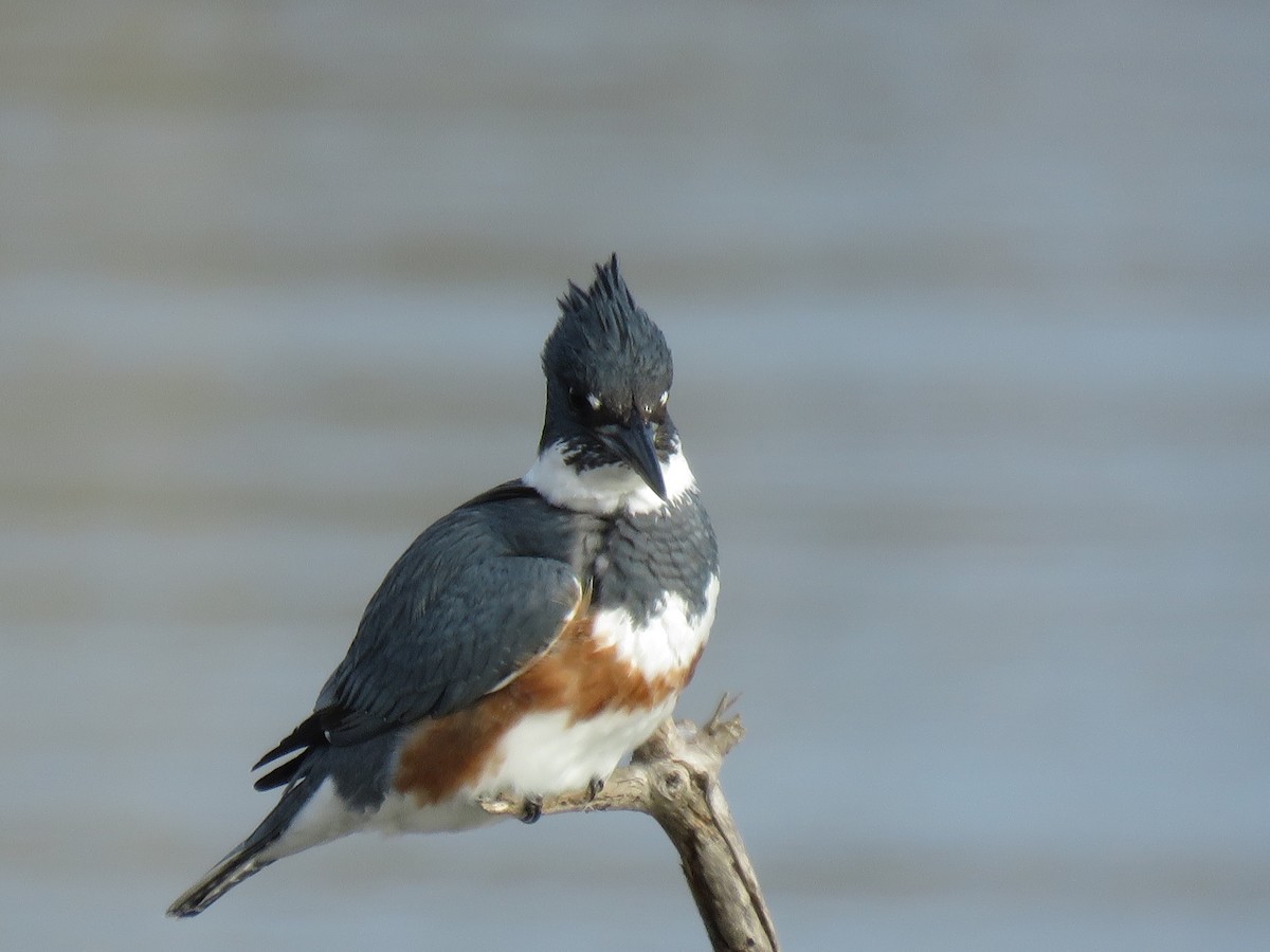 Belted Kingfisher - ML78420261