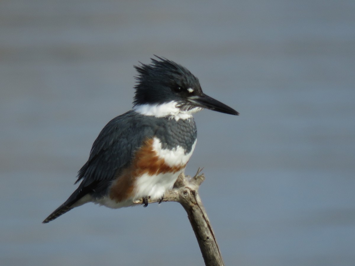 Belted Kingfisher - ML78420301