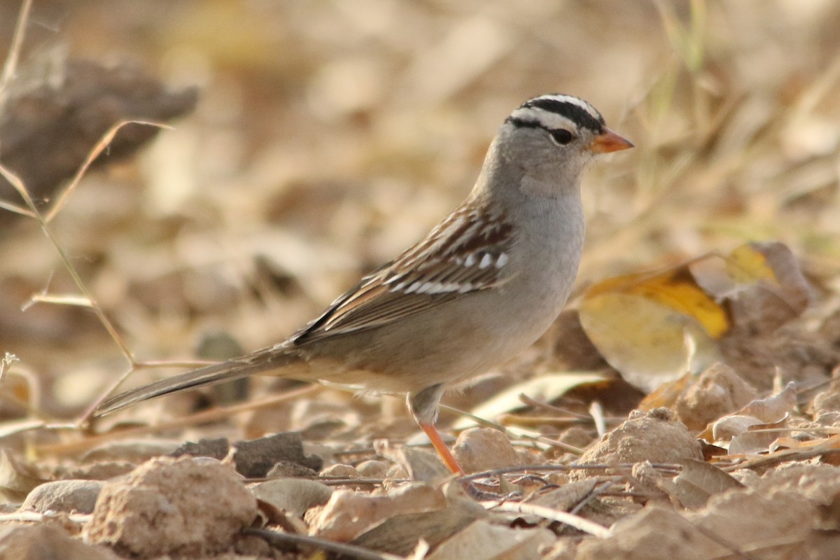 White-crowned Sparrow (Gambel's) - ML78421261