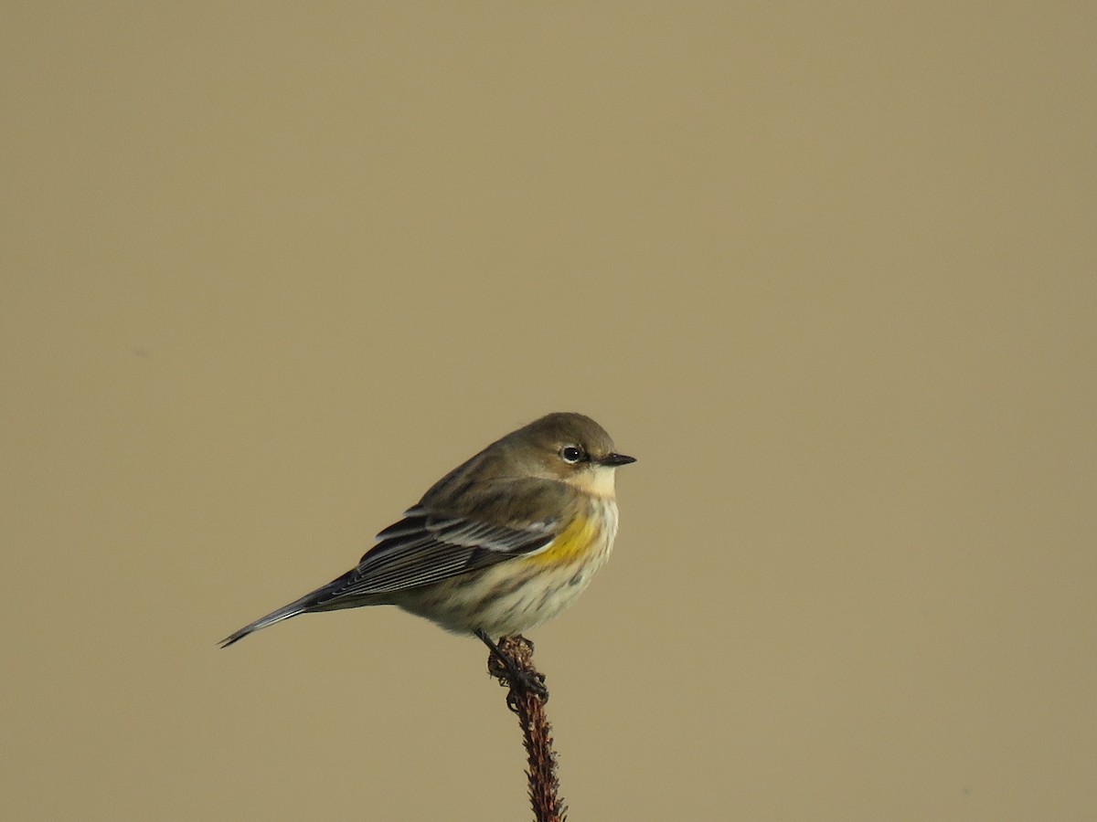 Yellow-rumped Warbler (Myrtle) - ML78421971