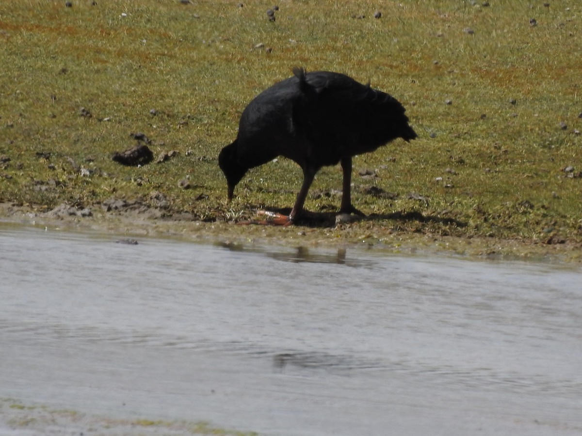 Giant Coot - ML78425931