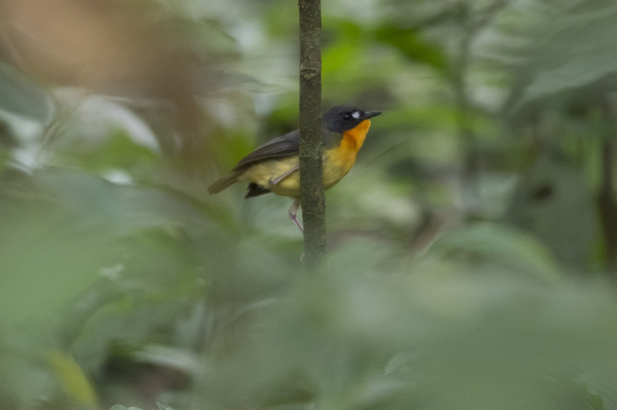 Yellow-breasted Forest Robin - Michael Todd