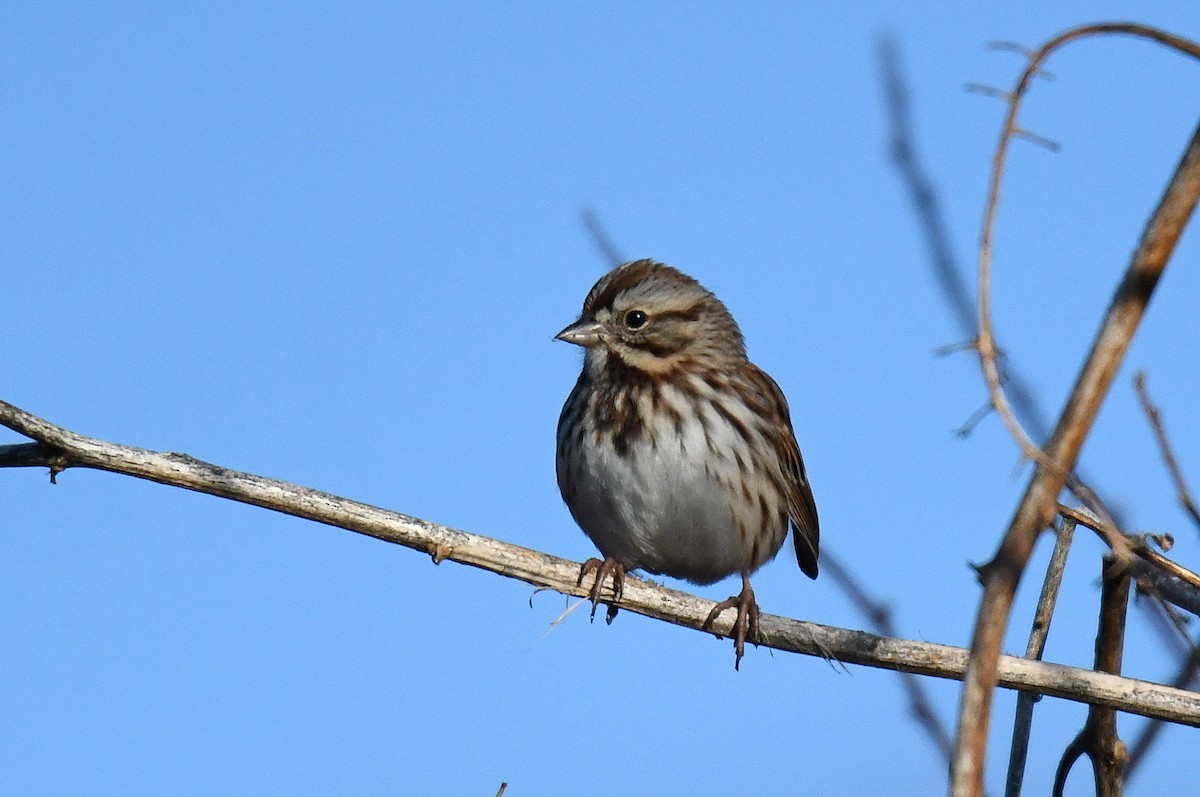 Song Sparrow - Jesse Anderson