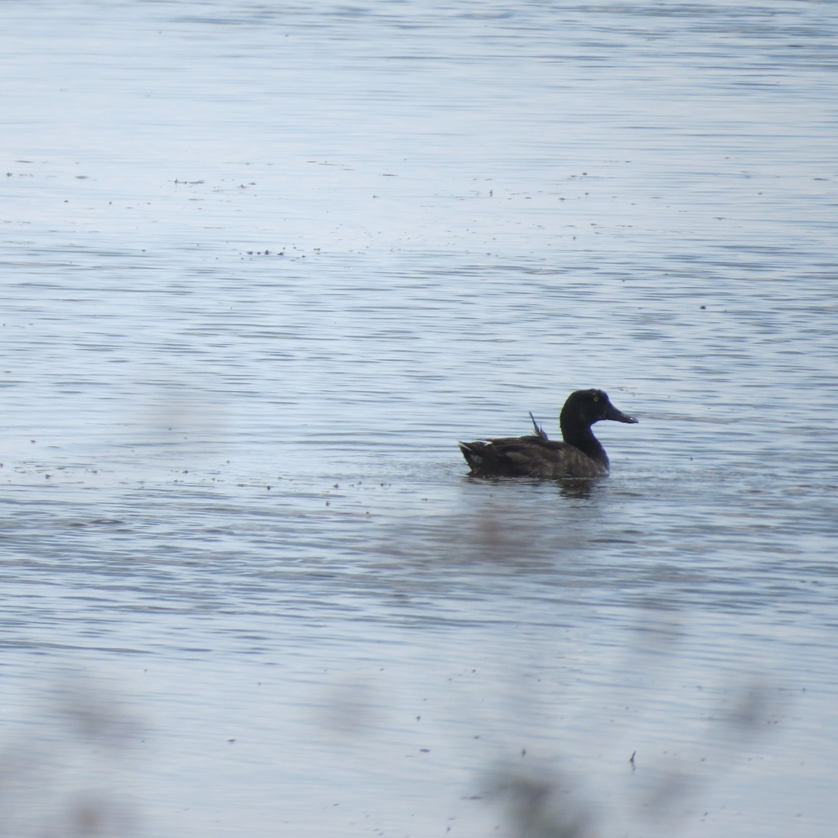 Greater Scaup - Edward Hicks