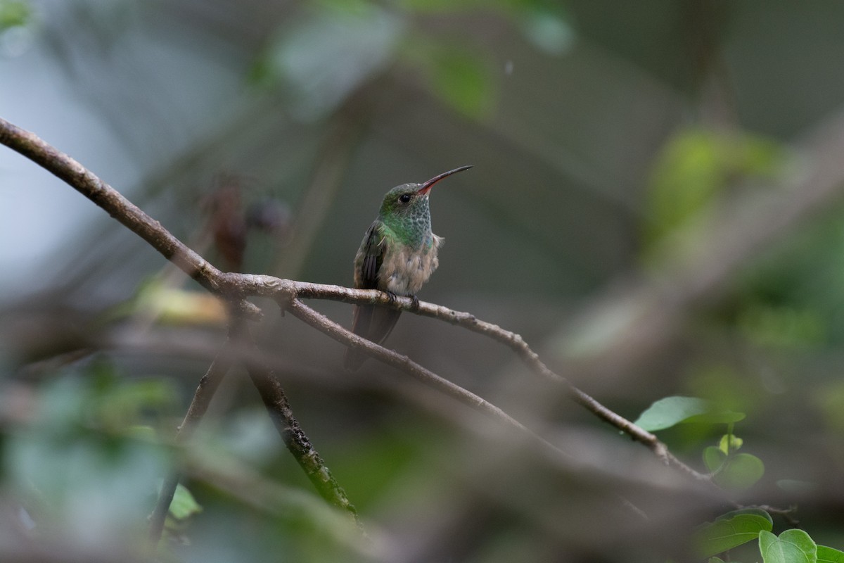 Buff-bellied Hummingbird - Eliana Ardila Kramer (Birding By Bus)