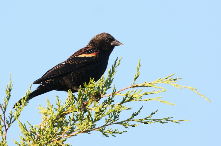 Red-winged Blackbird - Bill Hubick