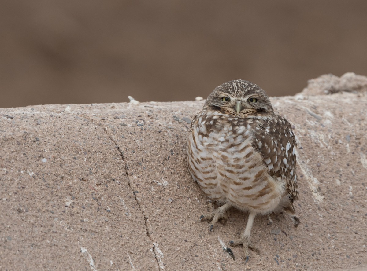 Burrowing Owl - ML78434531