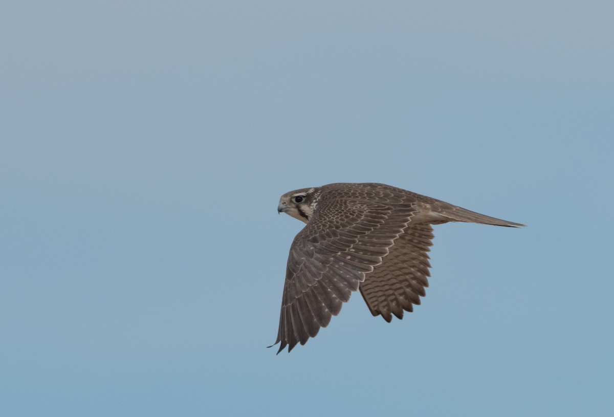 Prairie Falcon - William Higgins
